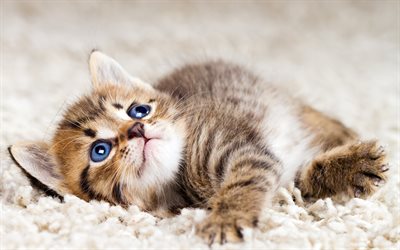 American Bobtail, close-up, blue eyes, pets, kitten, domestic cat, cats, American Bobtail Cat, cute animals