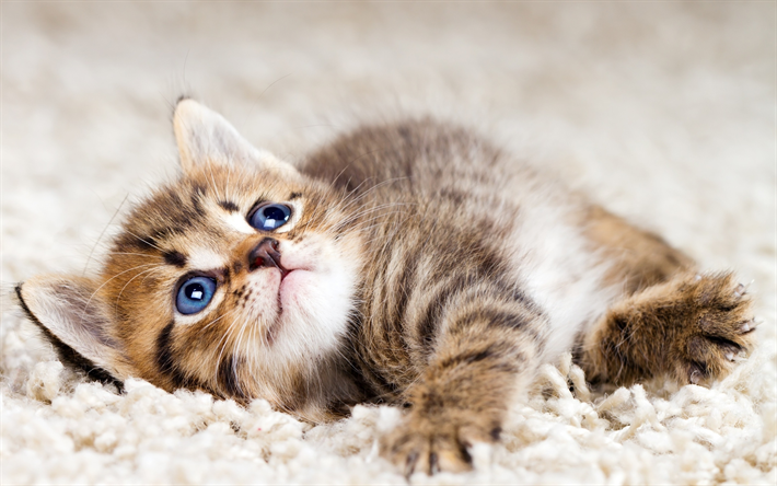 American Bobtail, de cerca, los ojos azules, los animales, gatito, gato dom&#233;stico, gatos, American Bobtail Gato, animales lindos