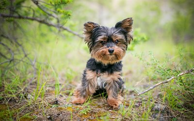 Yorkshire terrier, little puppy, cute animals, pets, dogs, decorative breeds of dogs