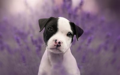 American Staffordshire Terrier, white puppy, small dog, pets, dogs, puppies