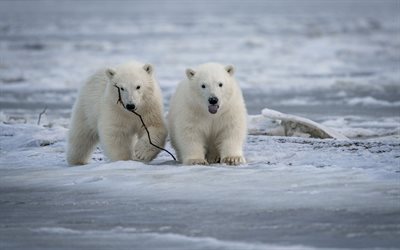 polar bears, winter, snow, wildlife, white bears, predators