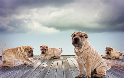 Shar Pei, family, mouse, puppies, pets, cute animals, dogs, Shar Pei Dog