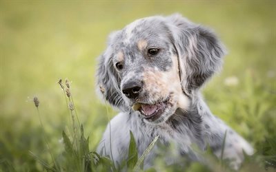 english setter, gray puppy, cute animals, small dog, pets, green grass, dogs