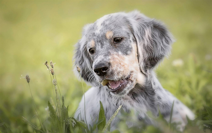 英語セッター, グレーのパピー, かわいい動物たち, 小型犬, ペット, 緑の芝生, 犬