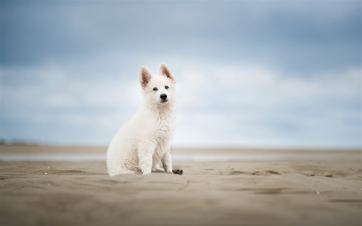 Blanco Suizo Pastor, berger blanc suisse, poco blanco cachorro, la playa, la arena, la costa, los perros