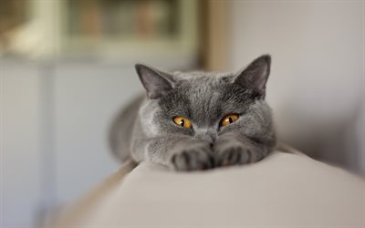 British Shorthair, bokeh, close-up, domestic cat, yellow eyes, gray cat, pets, cats, cute animals, British Shorthair Cat