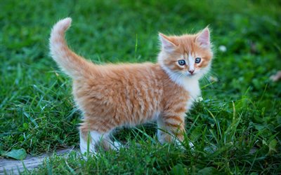 ginger kitten, little cute fluffy kitten, cute animals, pets, cats