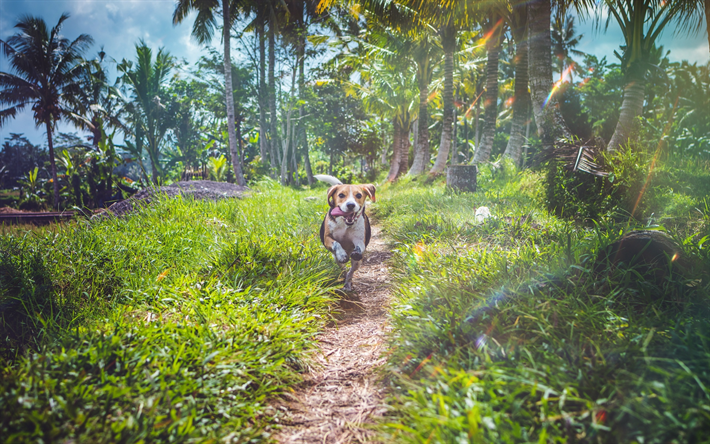 Beagle, running dog, summer, pets, dogs, cute animals, Beagle Dog