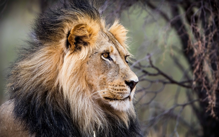 lion, predator, evening, wildlife, Africa, old lion