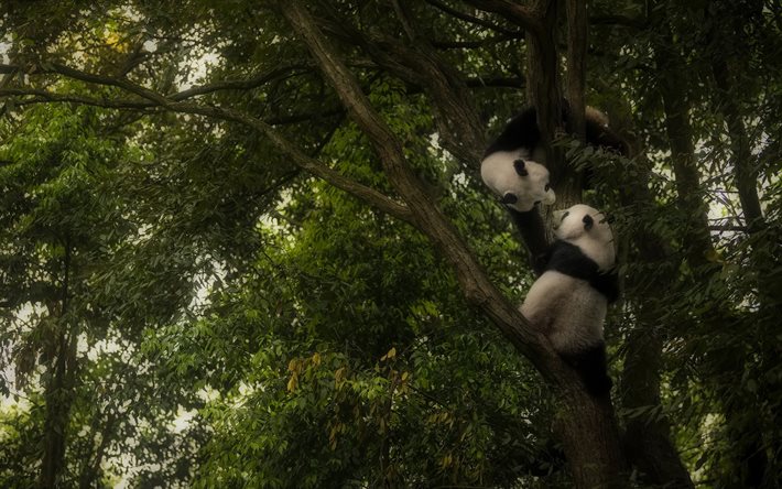 deux pandas, petit, animaux mignons, faune, Ailuropoda melanoleuca, panda couch&#233;, pandas sur arbre, animaux dr&#244;les, panda