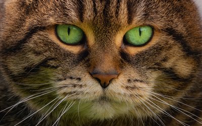 cat, portrait, green eyes, brown cat, pets