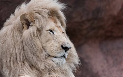 white lion, wildlife, predator, king of beasts, lion