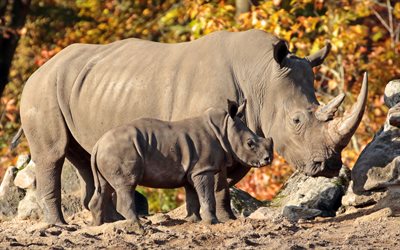 rhinoceroses, wildlife, africa, evening, sunset, rhino baby, family