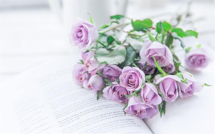 p&#250;rpura rosas, flores, en un libro, las rosas, estado de &#225;nimo, fondo con rosas, purple rose cogollos