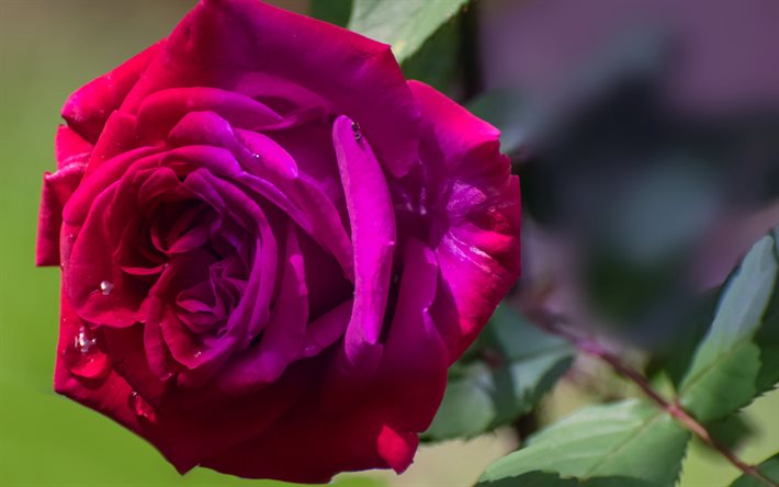 rosa viola, macro, fiori viola, bellissimi fiori, bokeh, boccioli viola, rose