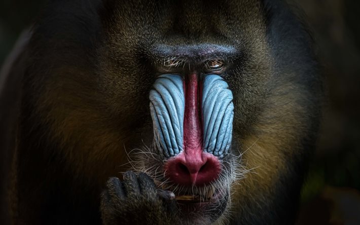 Mandrill, animais engra&#231;ados, macaco, vida selvagem, Mandrillus sphinx, sagui