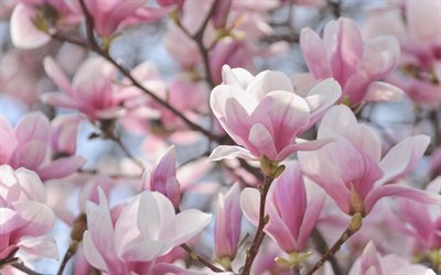 magnolia, fleurs de printemps, fleurs roses, fond avec magnolias, printemps, beau magnolia