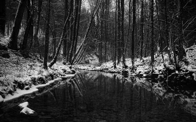 winter, forest, river, trees, snow