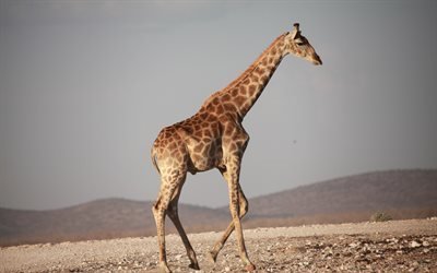la jirafa, el 4k, correr, &#193;frica