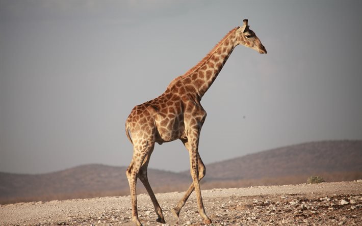 giraffe, 4k, running, Africa