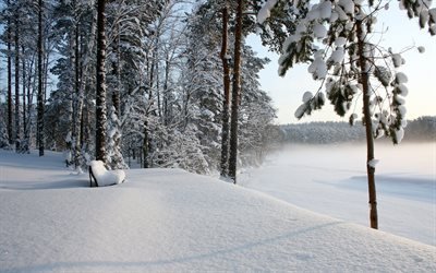 nieve, invierno, parque, banco, ma&#241;ana