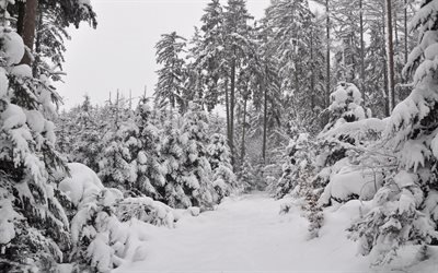 paysage d&#39;hiver, neige, for&#234;t, arbres, hiver