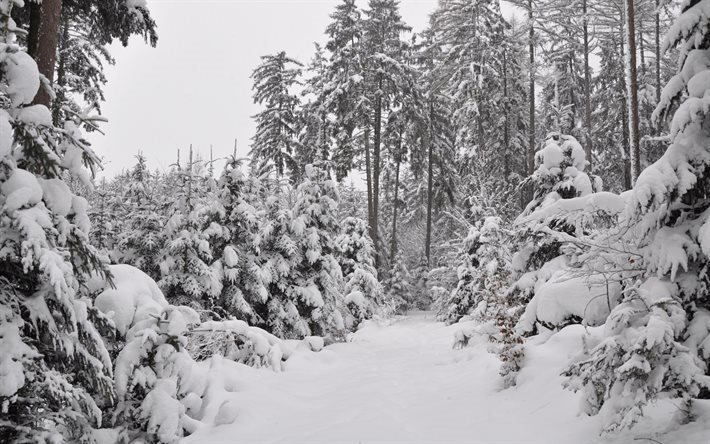 冬景色, 雪, 森林, 木, 冬