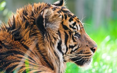 Sumatran Tiger, 4k, a vida selvagem, predadores