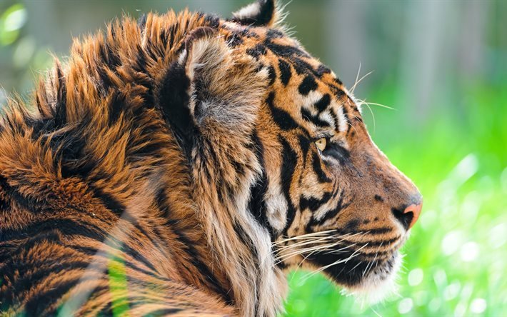 Sumatran Tiger, 4k, wildlife, predators