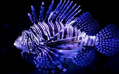 Lionfish, beautiful fish, blue fish, Indian Ocean, 5K