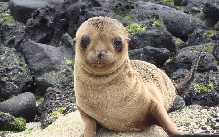 Sea lion, eared t&#228;tning, s&#246;ta djur, liten t&#228;tning, Galapagos&#246;arna