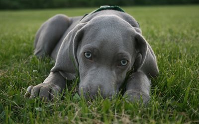 Blue Lacy, gray puppy, blue eyes, small dog, Weimaraner, 4k