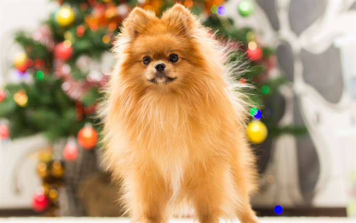 Pomeranian hund, 4k, fluffig hund, s&#246;ta djur, dekorativa hundar, Nytt &#197;r, Jul