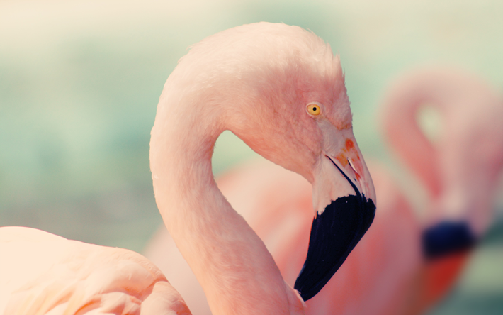 pembe flamingo, 4k, g&#252;zel pembe kuş, yaban hayatı