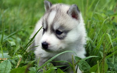 husky, puppy, dogs, small husky, grass, cute animals, Siberian Husky