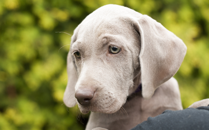 Weimaraner, ライトグレーのパピー, かわいい犬, 4k, ペット, 犬