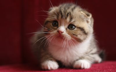 4k, Scottish Fold, kitten, pets, cats, Felis catus, cute animals, Scottish Fold Cat