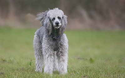 Gray poodle, pet dog, fluffy dog, pets, 4k, poodle