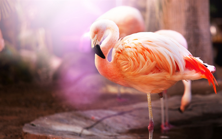 flamingo, f&#229;glar, sj&#246;n, 4k, rosa flamingo