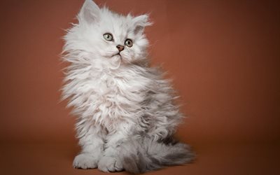 Selkirk Rex, white fluffy kitten, domano cat, white cat, cute animals, 4k