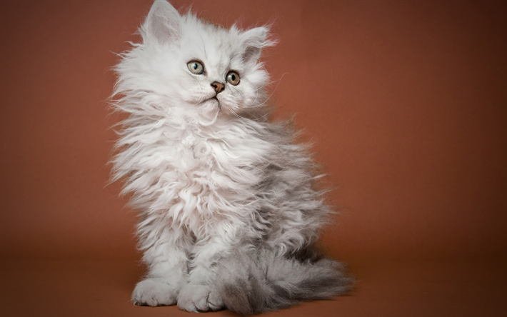Selkirk Rex, vit fluffig kattunge, domano katt, vit katt, s&#246;ta djur, 4k