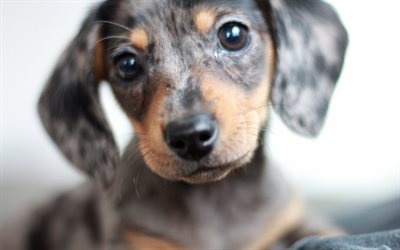 dachshund, 4k, dogs, cute animals, muzzle, Canis lupus familiaris