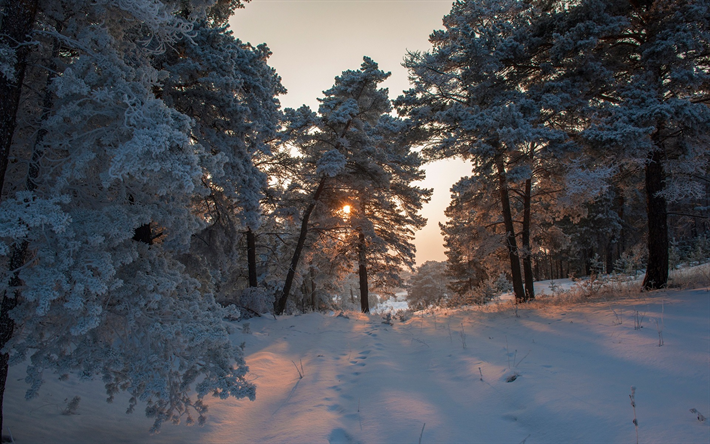 winter, snow, morning, sunrise, winter landscape