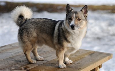 Swedish Vallhund, dogs, winter, snow, small dog, 4k