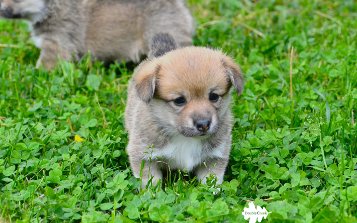 Welsh Corgi Cardigan, 4k, puppy, cute animals, green grass, small dog