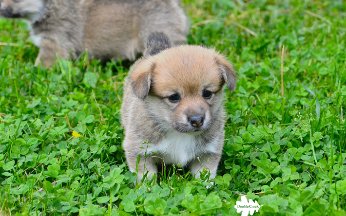 ダウンロード画像 ウェールズのカーディガンコーギー 4k 子犬 かわいい動物たち 緑の芝生 小型犬 フリー のピクチャを無料デスクトップの壁紙