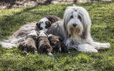 Bearded Collie, puppies, fluffy dogs, pets, grass, dogs, family