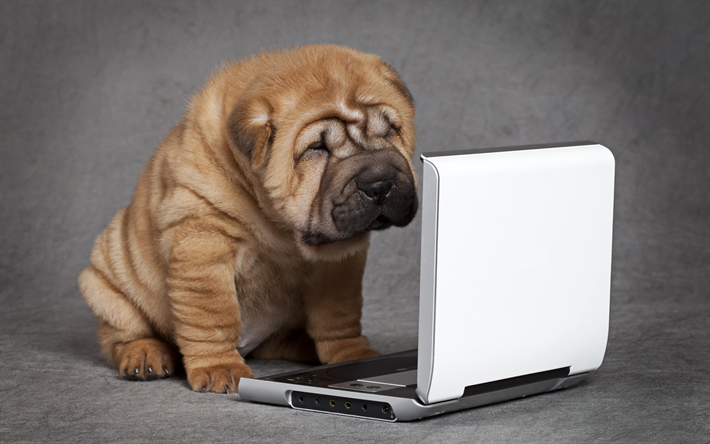 shar pei, puppy, laptop, small dog, cute puppy