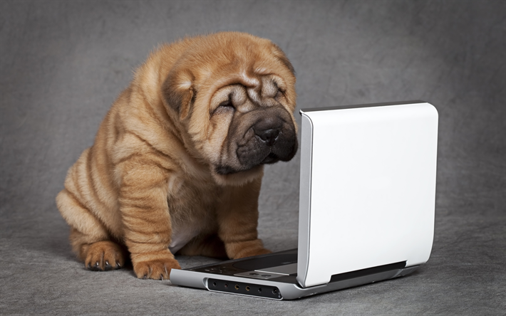 shar pei, k&#246;pek, laptop, k&#252;&#231;&#252;k k&#246;pek, sevimli k&#246;pek yavrusu