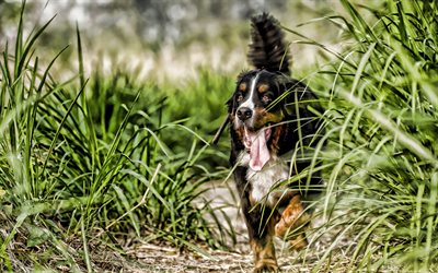 Berner Sennenhund, HDR, pets, dog on a walk, sennenhund, summer, bokeh, dogs, Bernese Mountain Dog, cute animals, close-up, Berner Sennenhund Dog
